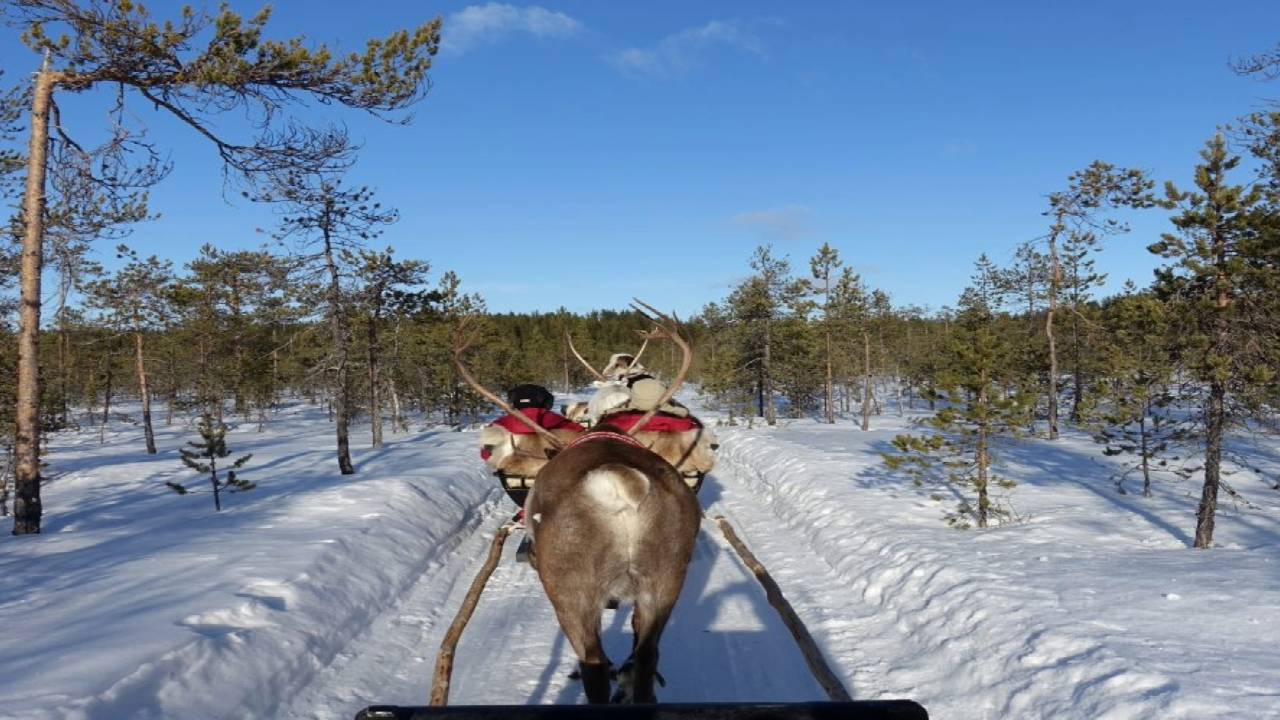Reindeer Safari at a 200-Year-Old Farm & 2.5 km Sled Ride