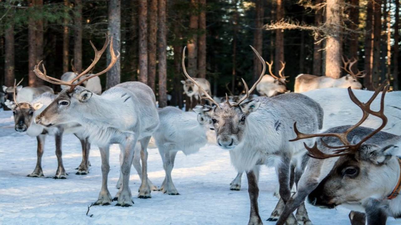 Reindeer Safari at a 200-Year-Old Farm & 2.5 km Sled Ride
