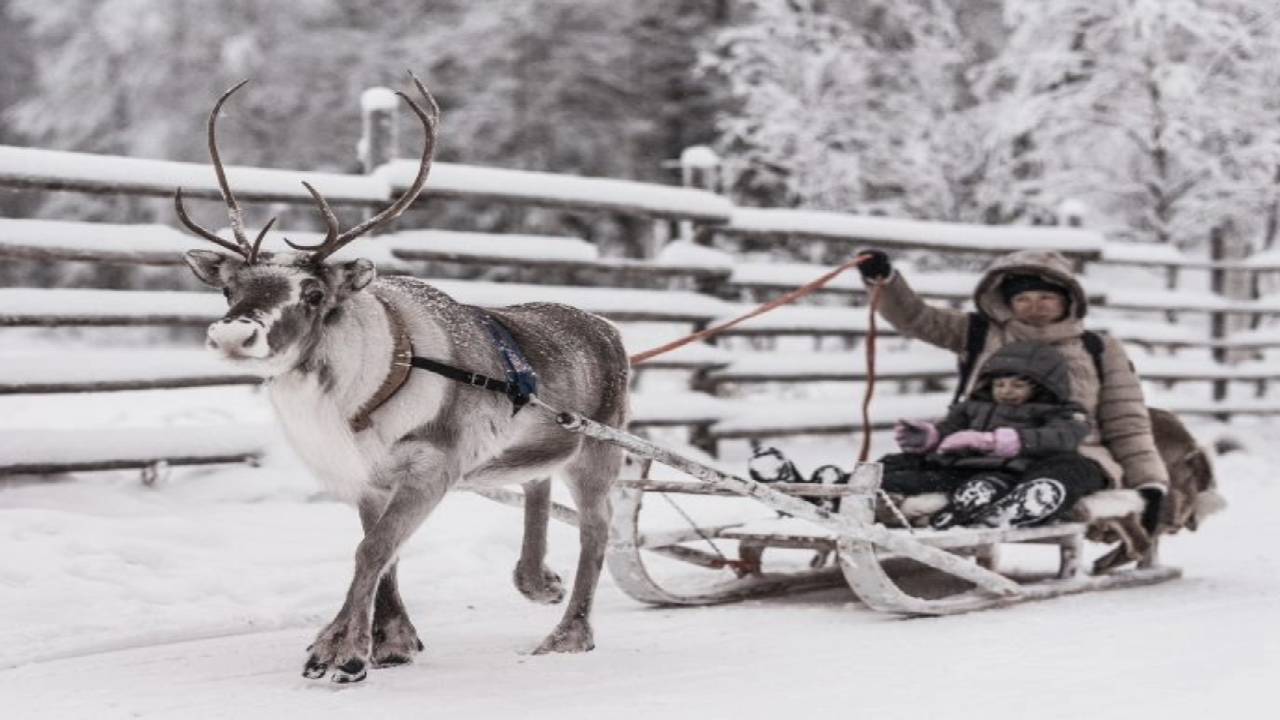 Reindeer Safari at a 200-Year-Old Farm & 2.5 km Sled Ride