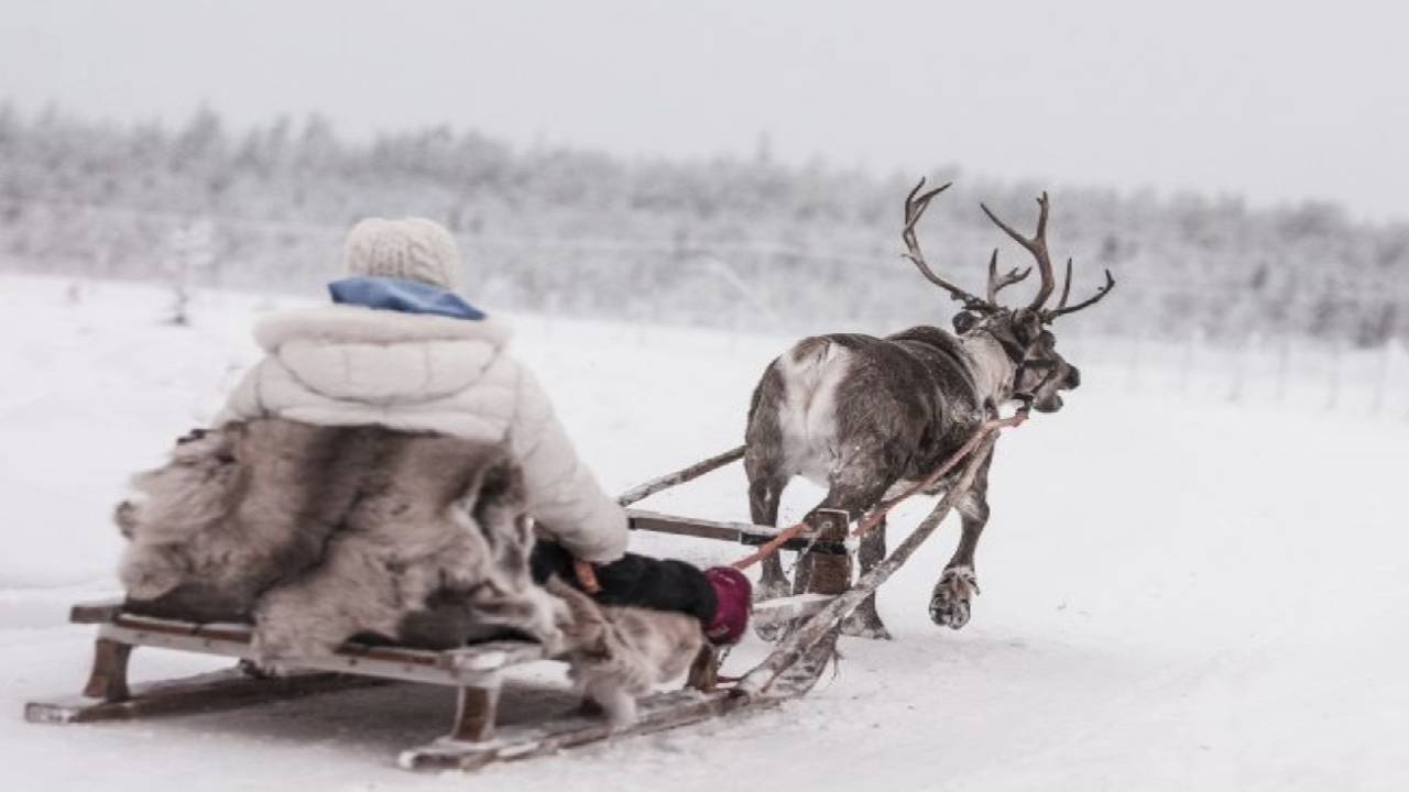 Reindeer Safari at a 200-Year-Old Farm & 2.5 km Sled Ride