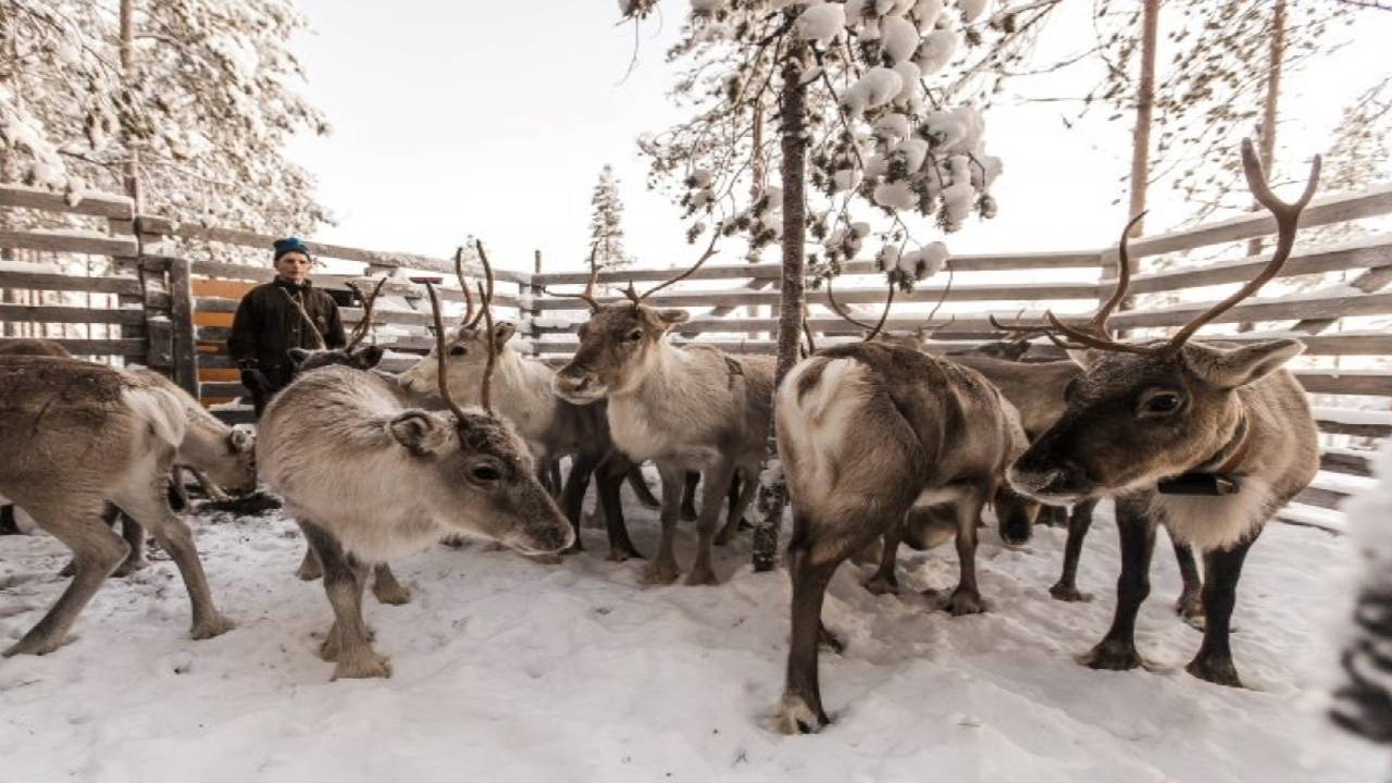 Reindeer Safari at a 200-Year-Old Farm & 2.5 km Sled Ride