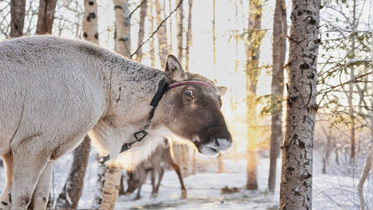 Reindeer Safari at a 200-Year-Old Farm & 2.5 km Sled Ride