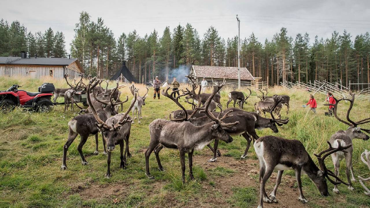 Reindeer Summer & Autumn Farm Visit at a 200-Year-Old Farm