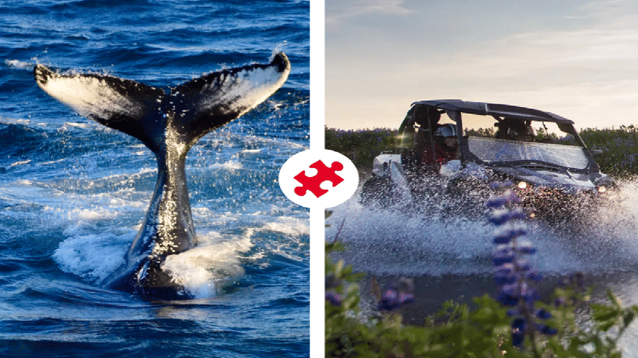 Reykjavík Whales & Buggy