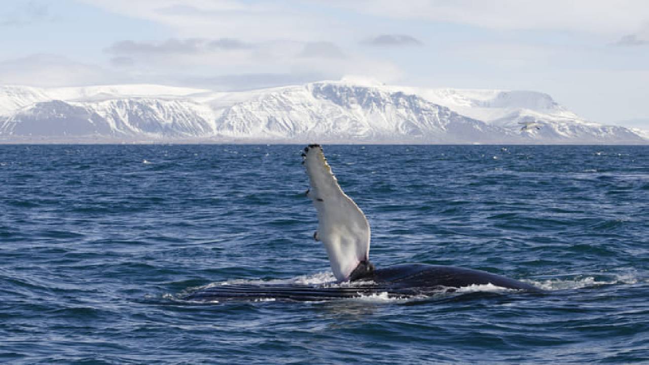 Reykjavík Whales & Buggy