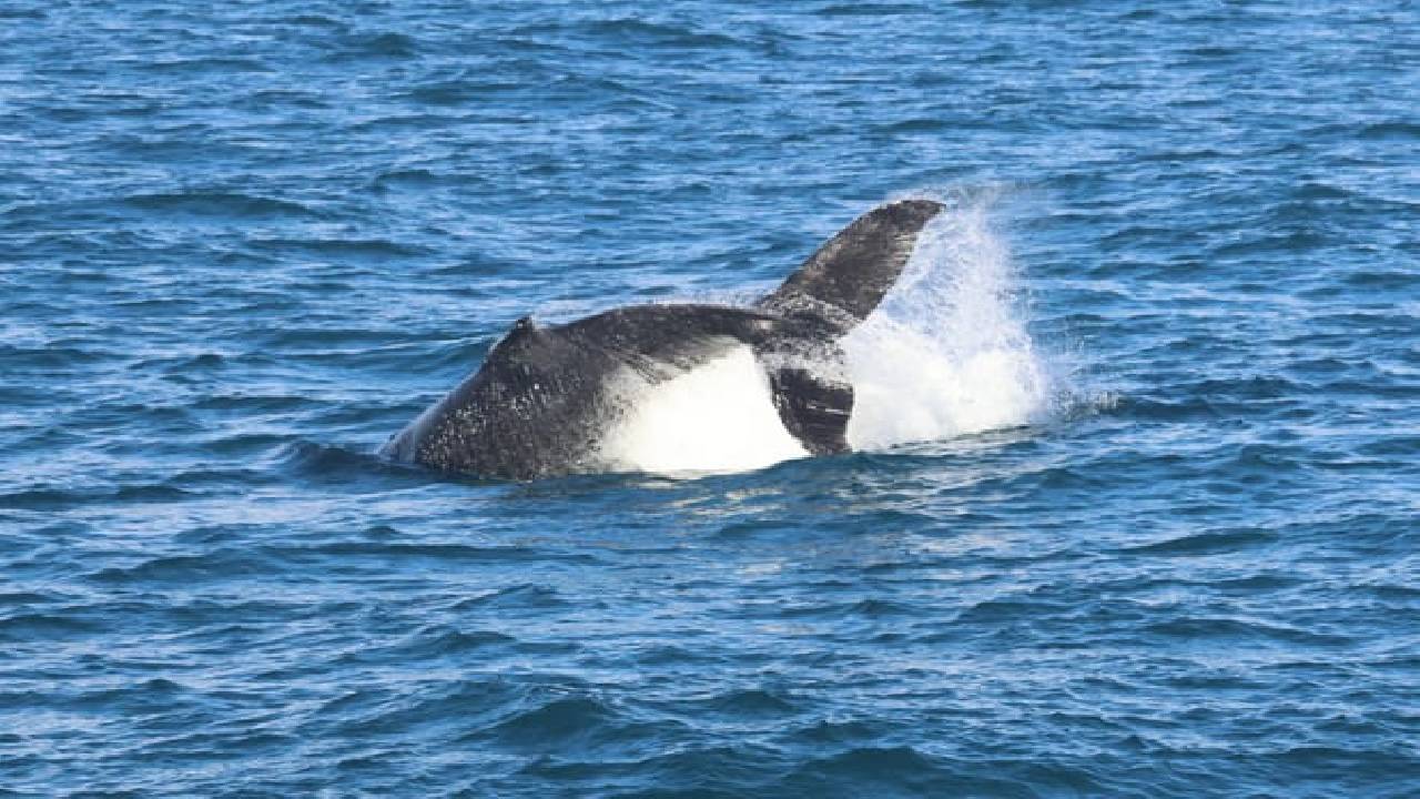 Reykjavík Whales & Buggy