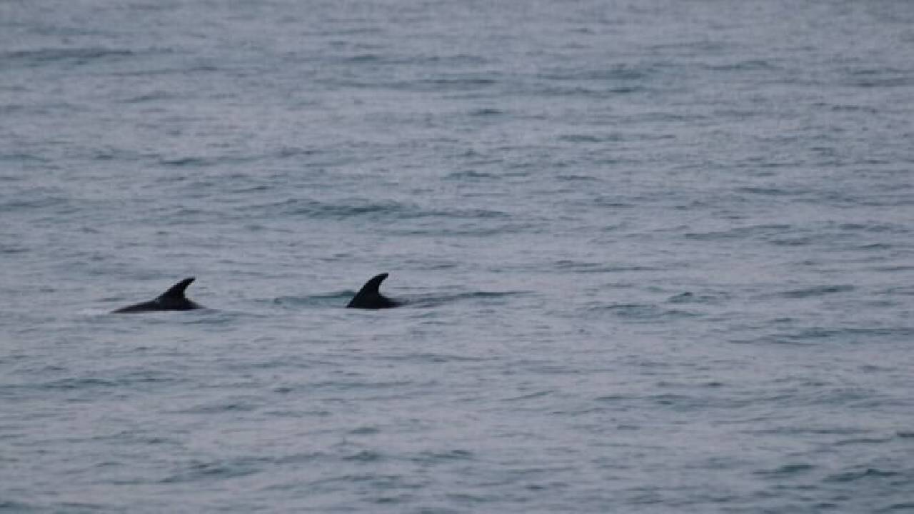 Reykjavík Whales & Snowmobile