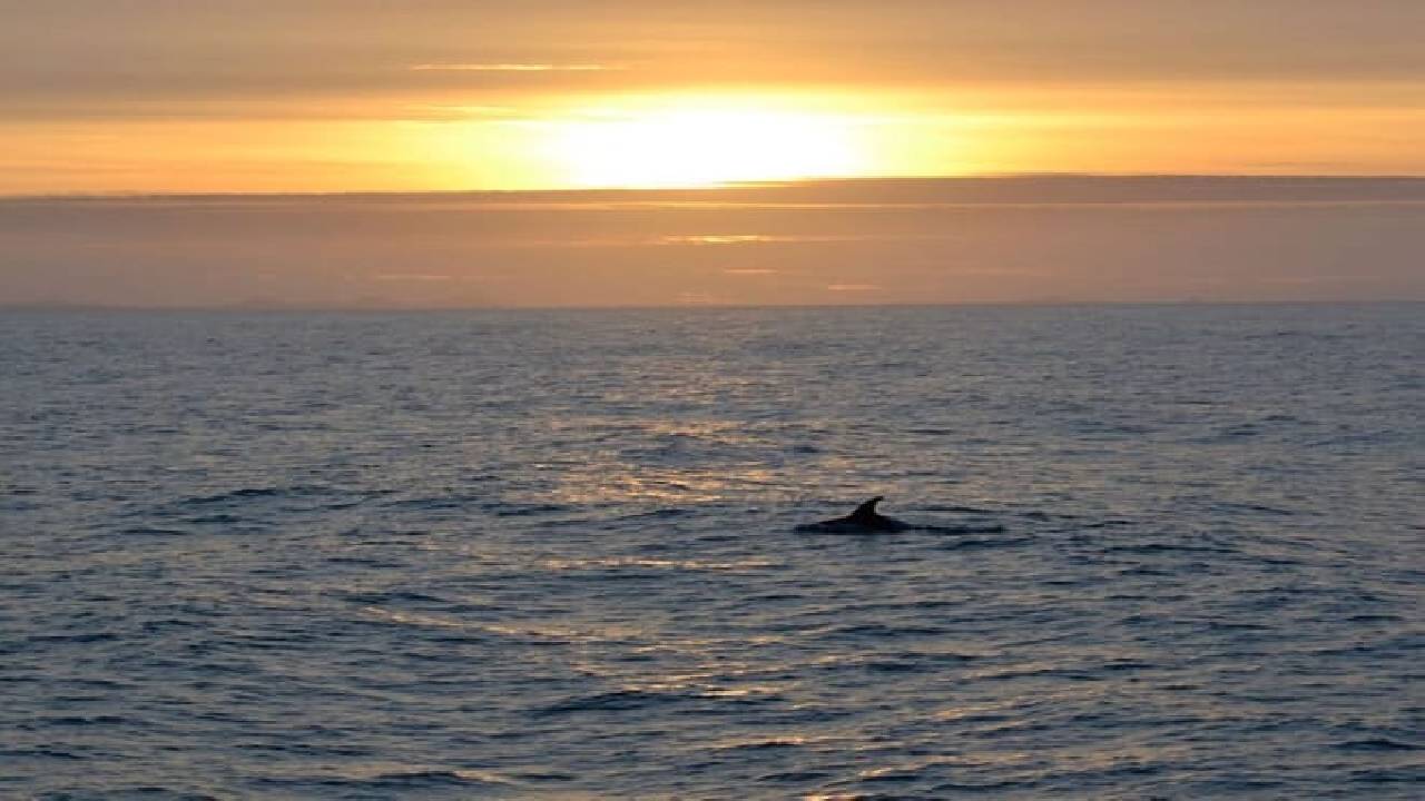 Reykjavík Whales & Snowmobile