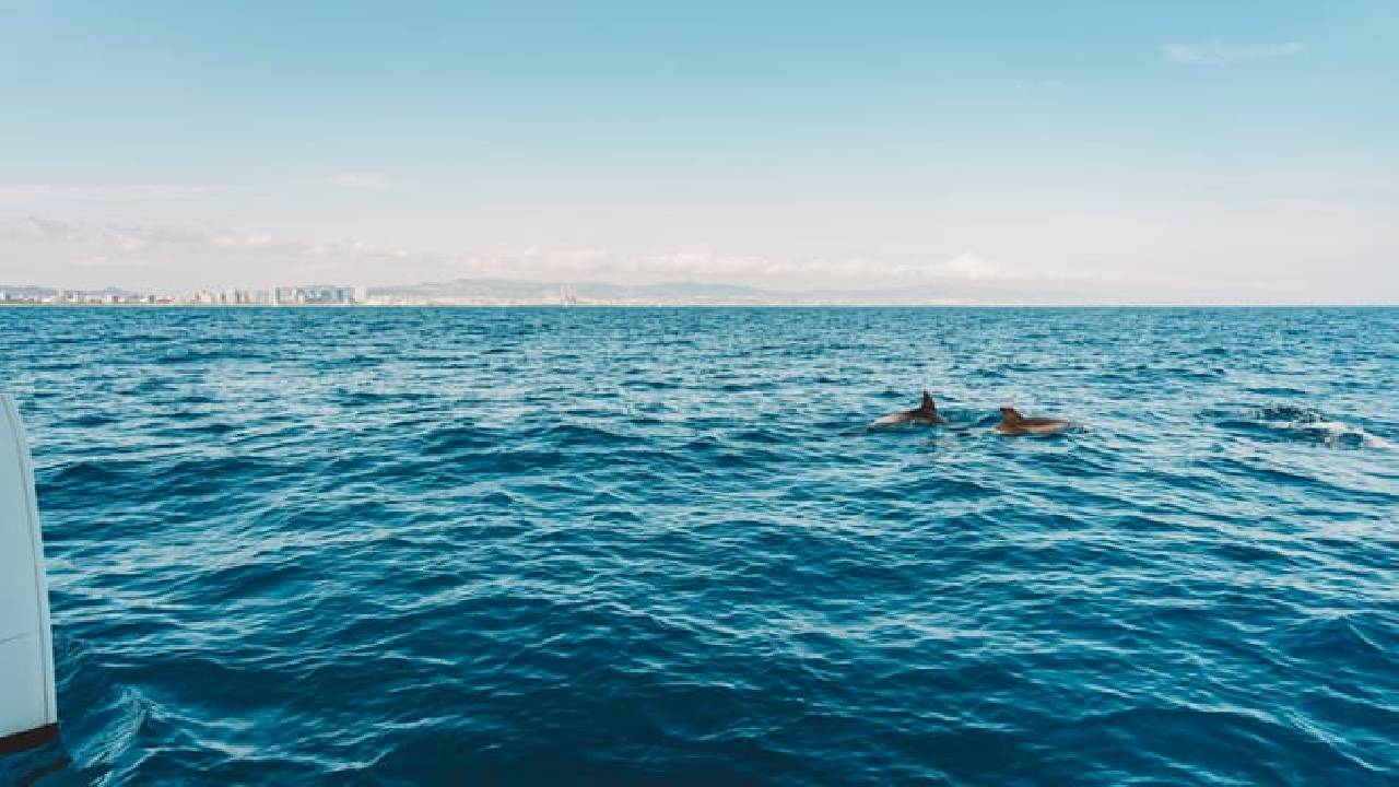 4 hours private luxury catamaran Barcelona (Bali 4.1)