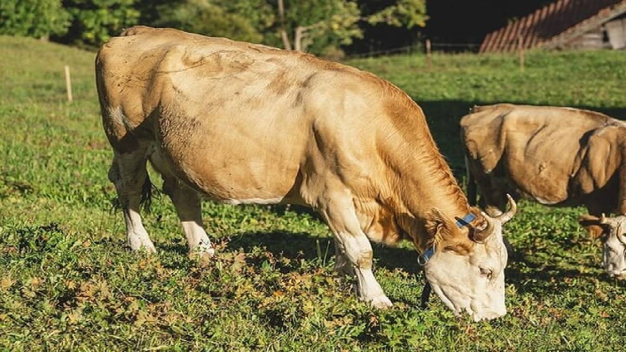 Appenzell, Mountains of Heidi and Lichtenstein (Private Tour)