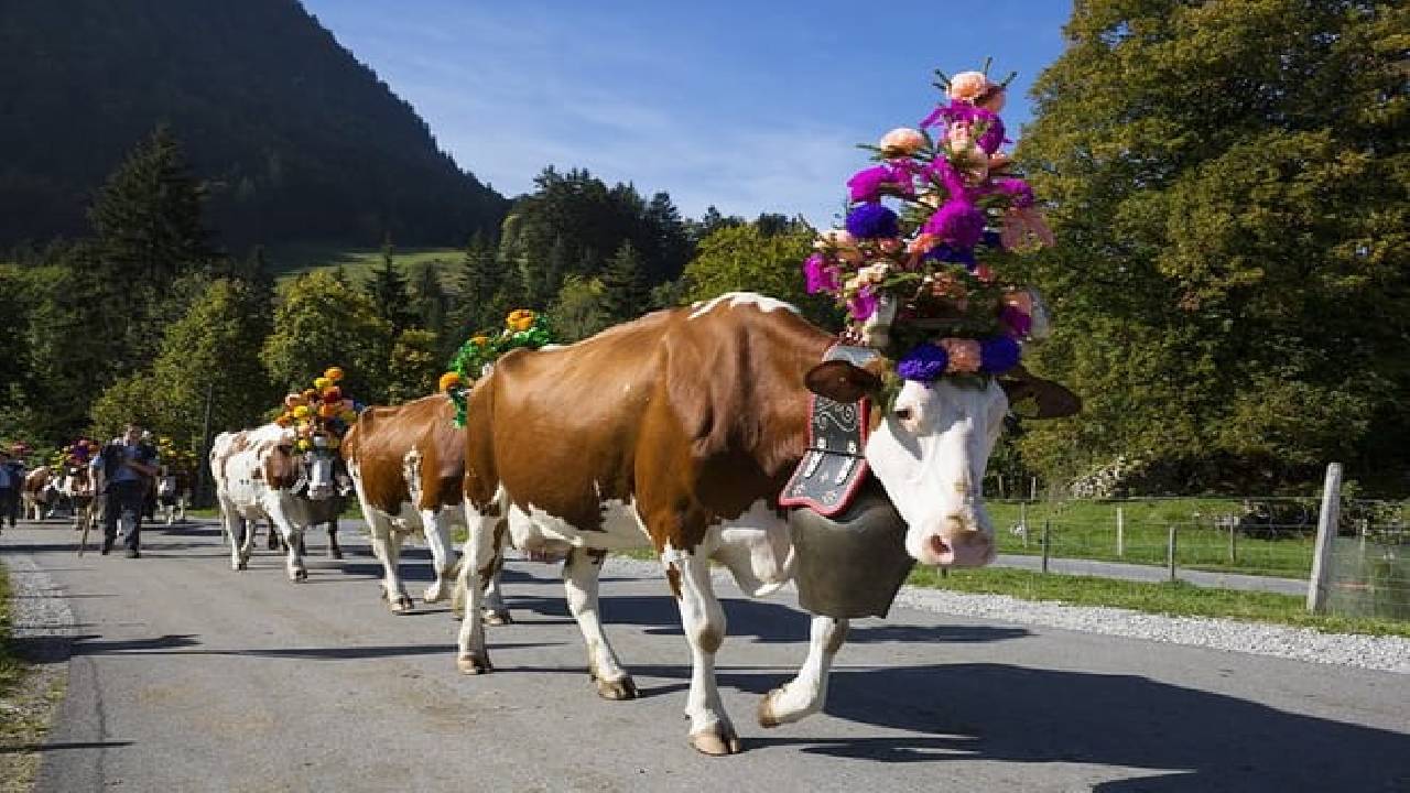 Berne the Capital and Cheese paradise Emmental (Private Tour)