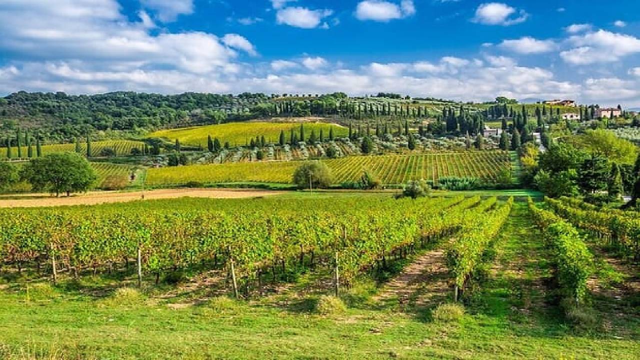 From Rome: Tuscany Hills, Wine Tasting & Montepulciano Lunch