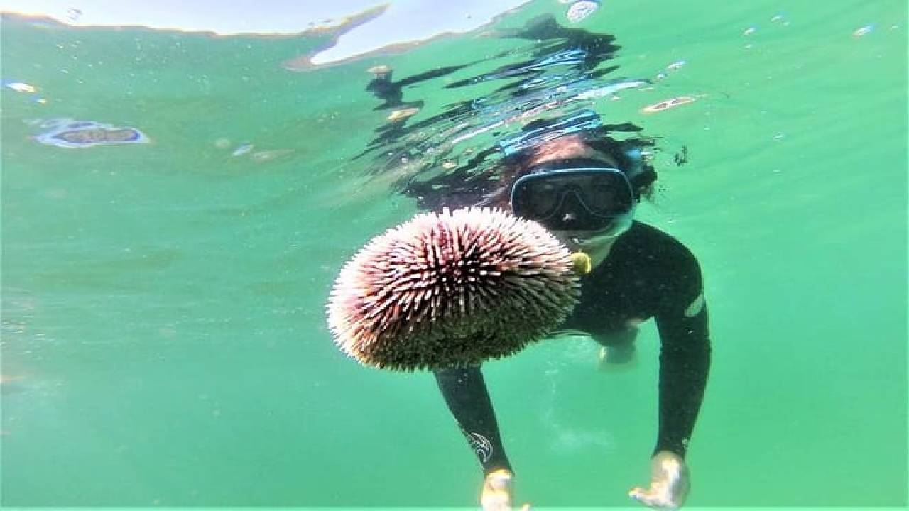 Arrábida Snorkeling Adventure with Transfer from Lisbon