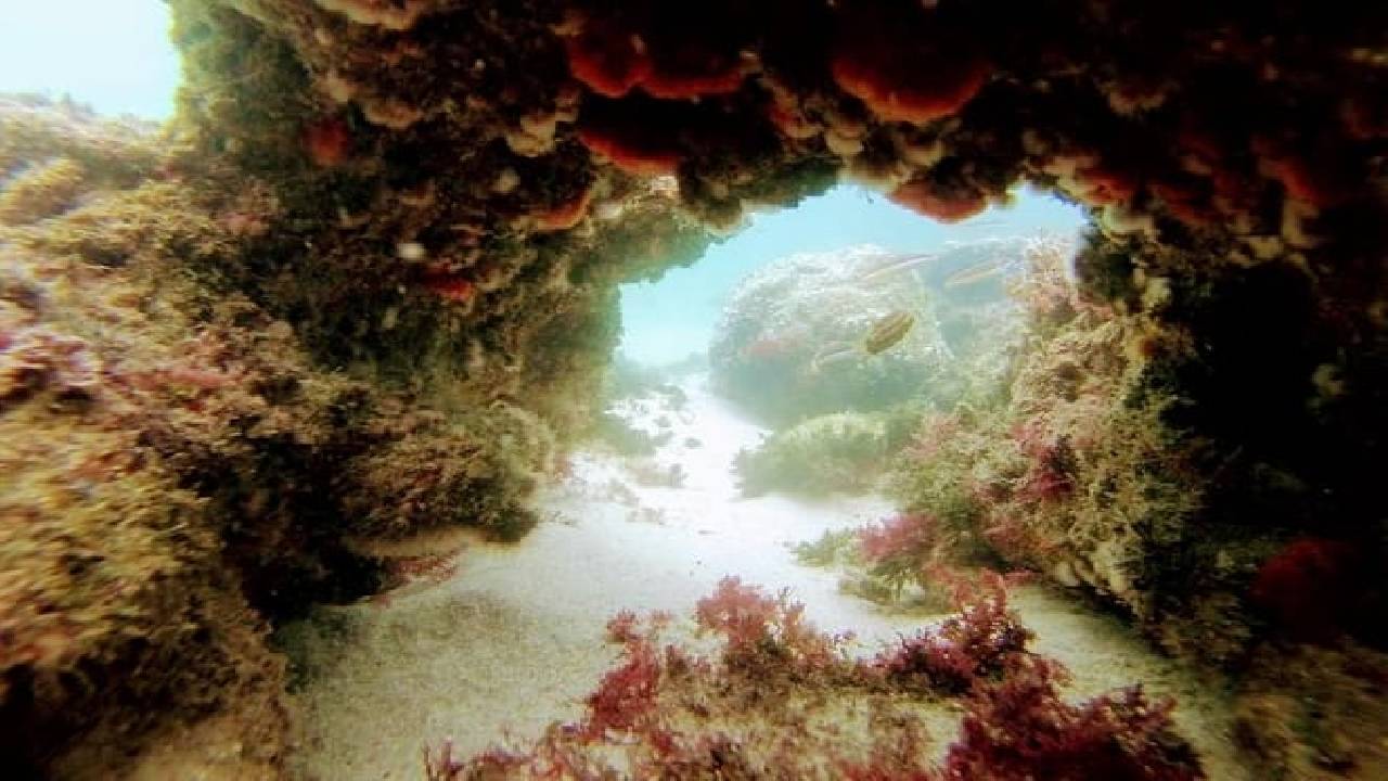 Arrábida Snorkeling Adventure with Transfer from Lisbon