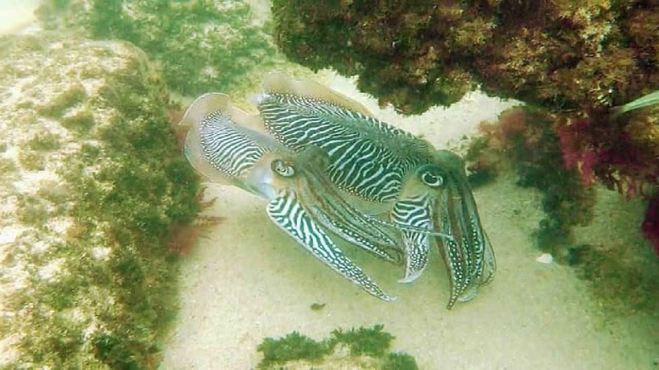 Arrábida Snorkeling Adventure with Transfer from Lisbon