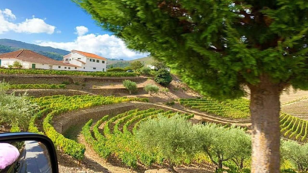 Wine Venture and Boat Trip in Douro Valley from Porto