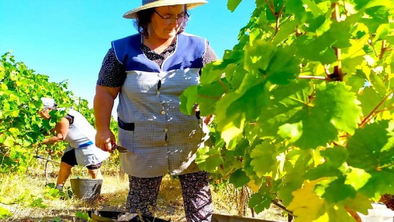 Wine Venture and Boat Trip in Douro Valley from Porto