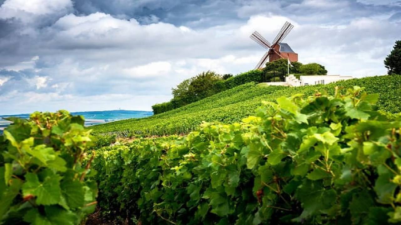 Private Champagne Day Trip - Two Vineyards of Reims & Lunch