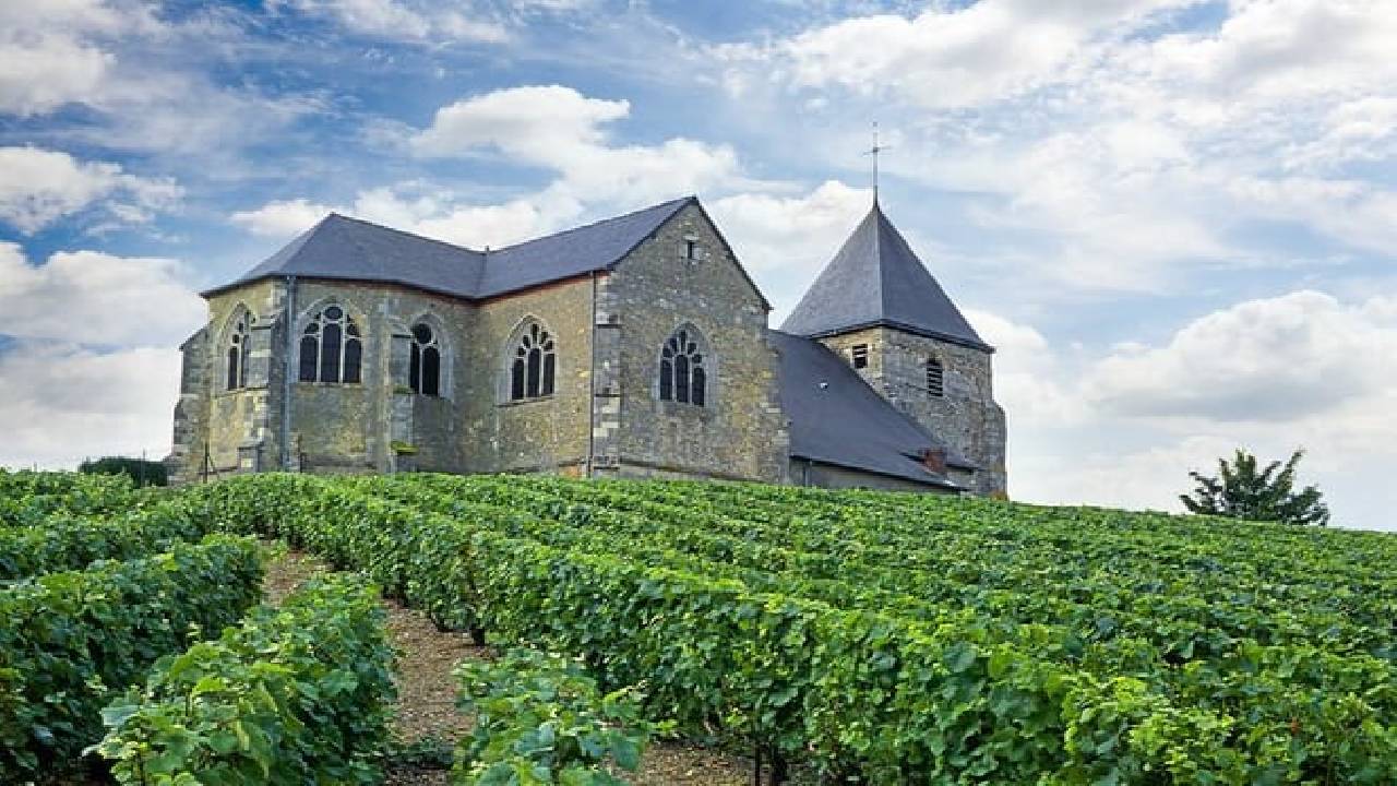 Private Champagne Day Trip - Two Vineyards of Reims & Lunch