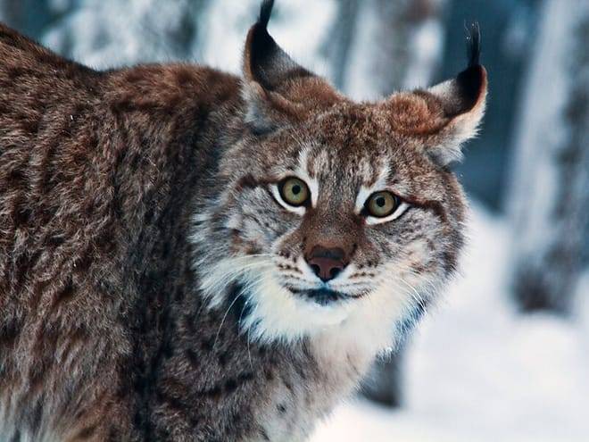 Trip to Ranua Arctic Zoo, Rovaniemi