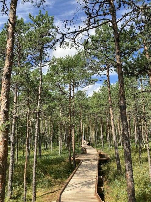 VAATTUKIKONGAS HIKE : the forest trail