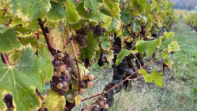 Graves & Sauternes : Private Half Day Tour in a Citroën 2cv