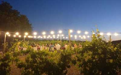 Dinner in the Vineyards