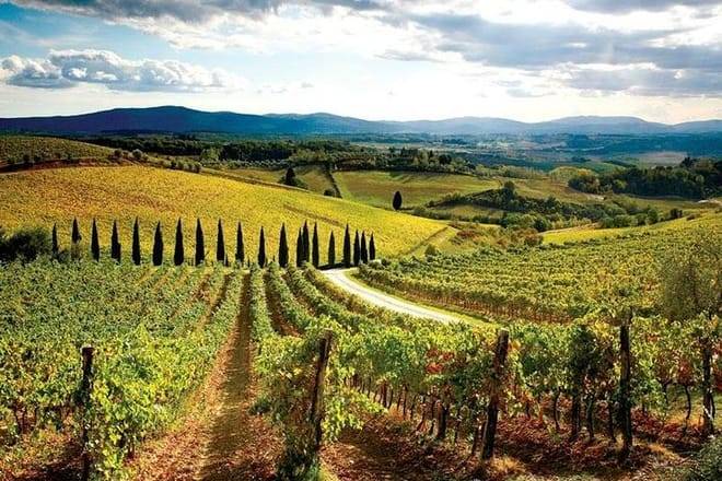 Dinner in the Vineyards