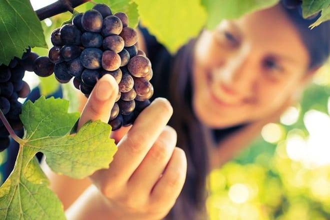 Half-Day Brunello di Montalcino Wine Tour from Siena