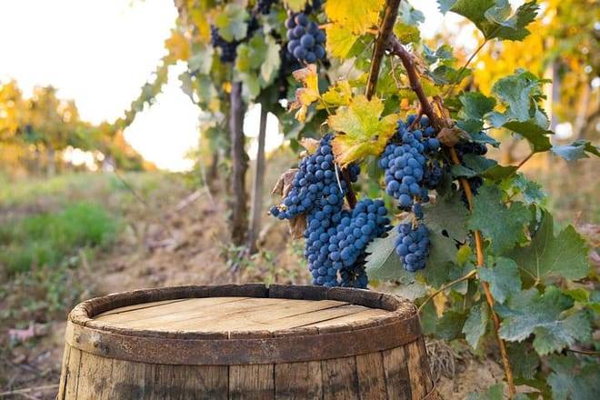 Half-Day Brunello di Montalcino Wine Tour from Siena