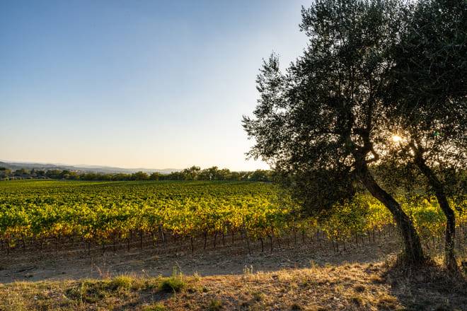 Pizza and Tiramisù Cooking Class from Siena