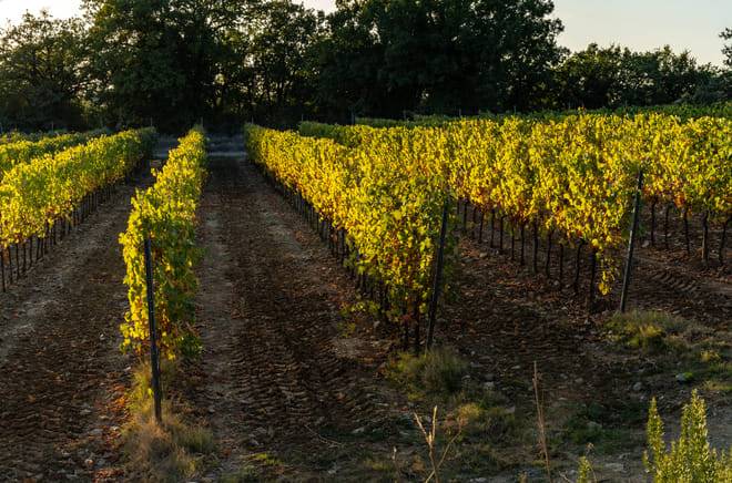 Pizza and Tiramisù Cooking Class from Siena