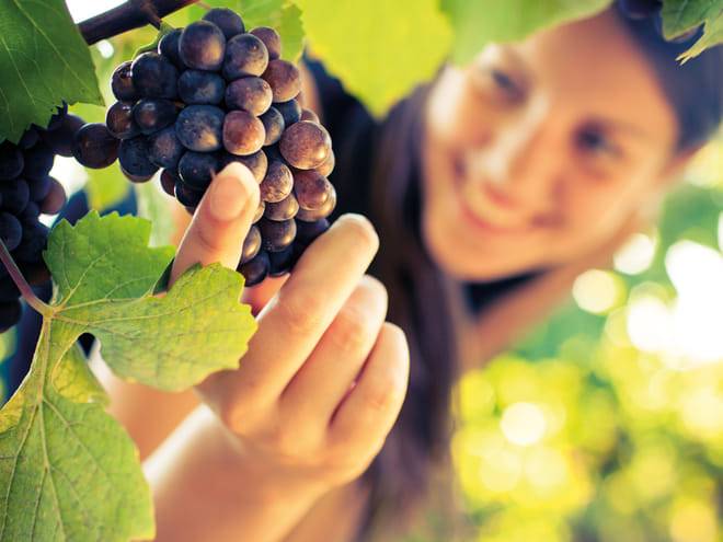 Tuscany Wine & Hills from Florence