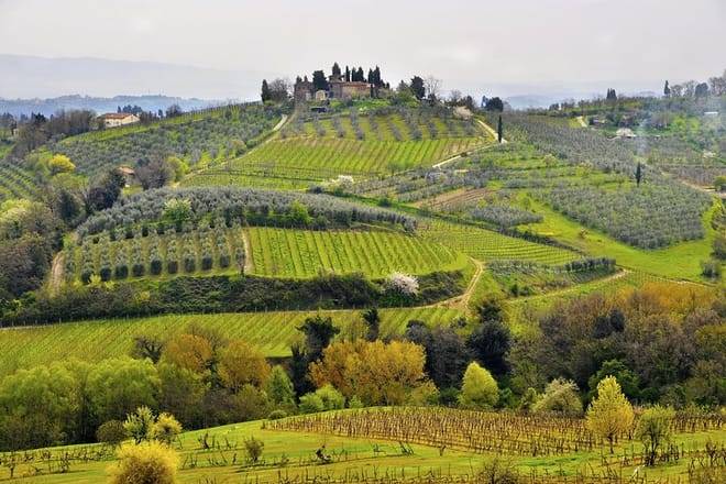 Tuscany Wine & Hills from Siena