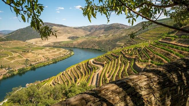 Douro Valley Small Group Tour with Wine Tastings, Lunch and River Cruise 