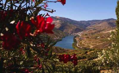 Three-Winery Douro Valley Experience for Wine Lovers