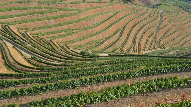 Three-Winery Douro Valley Experience for Wine Lovers