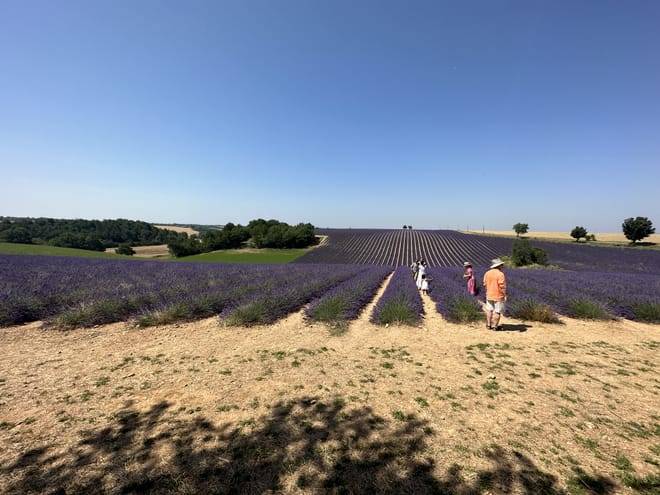 Lavender Private Day Trip