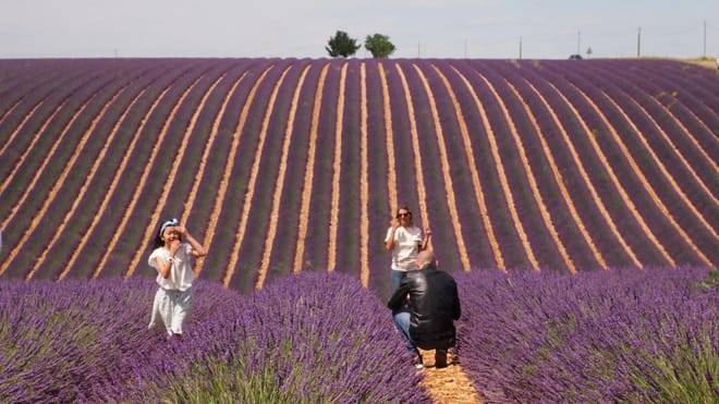 Lavender Private Day Trip
