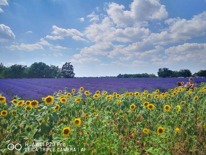 Marseille Shore Excursion: Private Day Trip to Manosque, Valensole, Moustiers Ste Marie and Lake Ste Croix