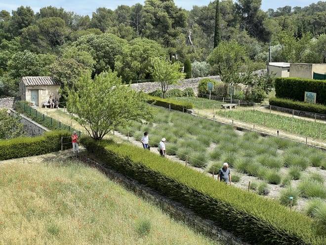 Private Avignon les baux de provence and Saint Remy de provence Full Day Tour