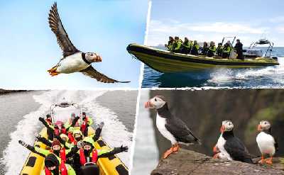 Reykjavík RIB Puffin Watching Tour with Drink Voucher – Small Group Speedboat Adventure
