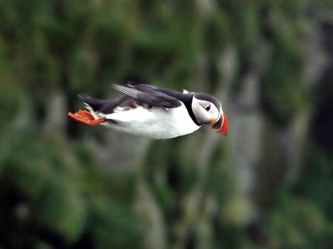 Puffin Watching Yacht Cruise from Downtown Reykjavík – Small Group Experience