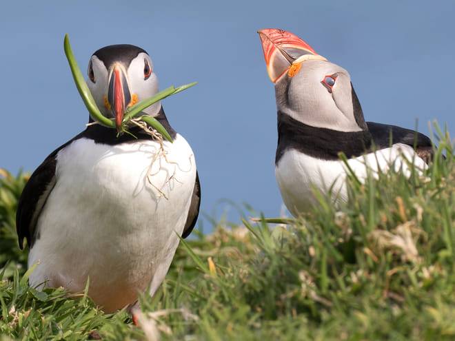 Puffin Watching Yacht Cruise from Downtown Reykjavík – Small Group Experience