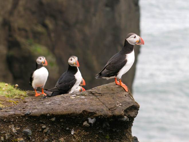 Puffin Watching Yacht Cruise from Downtown Reykjavík – Small Group Experience