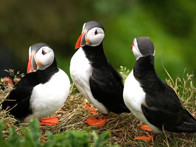 Puffin Watching Yacht Cruise from Downtown Reykjavík – Small Group Experience