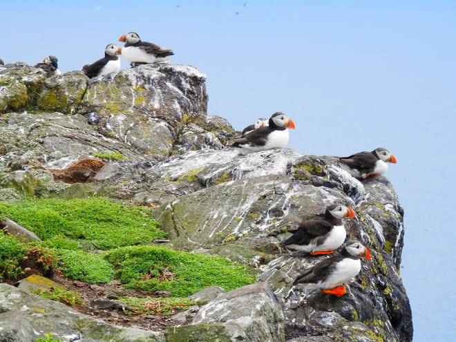 Puffin Watching Yacht Cruise from Downtown Reykjavík – Small Group Experience