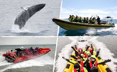 Reykjavík RIB Speedboat Whale Watching – Small Group Wildlife Adventure