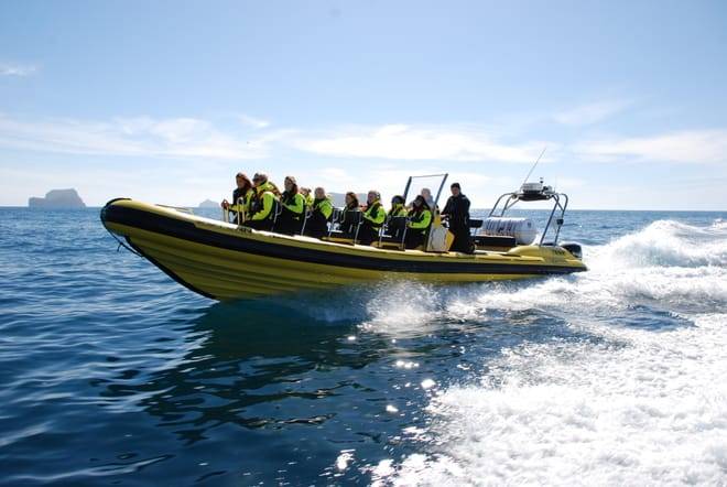 Whale  Watching from Downtown Reykjavik by RIB Speedboat 