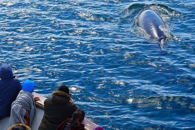 Whale & Marine Adventure Tour